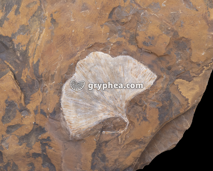 Ginkgo - feuille fossilisée - gryphea.com
